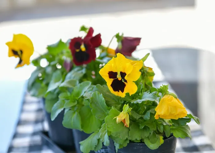 Vayas Residences - Legacy Apartment Trikala (Thessaly)